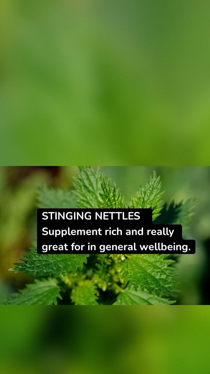 STINGING NETTLES 
Supplement rich and really great for in general wellbeing.